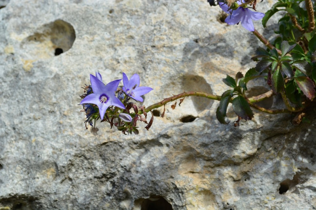 la campanula versicolor è il fiore simbolo della flora materana