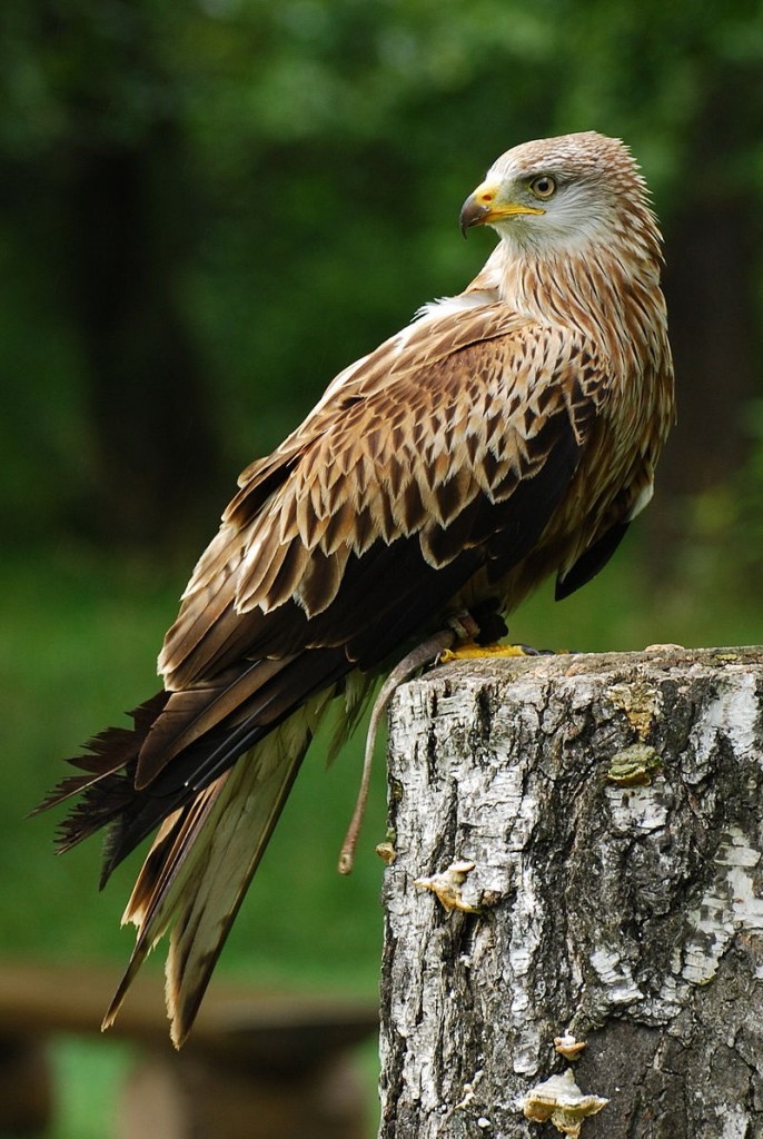 il nibbio reale foto sulla murgia materana