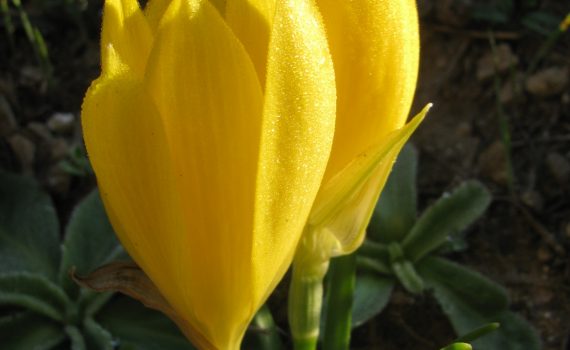 cosa vedere e fare a matera in primavera