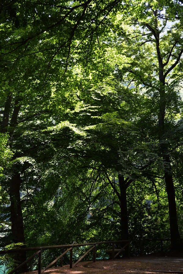 percorso tra gli alberi