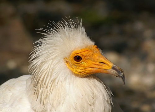 capovaccaio matera basilicata