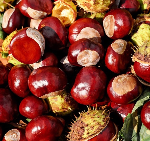 sagra delle castagne del vulture