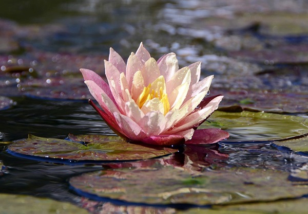 fiori di ninfea alba