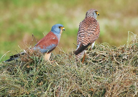 falchi grillai maschio e femmina