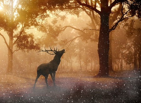 visione di sant'eustachio