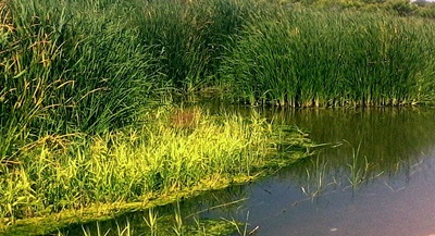 riserva wwf bosco pantano