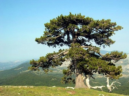 parco del pollino basilicata