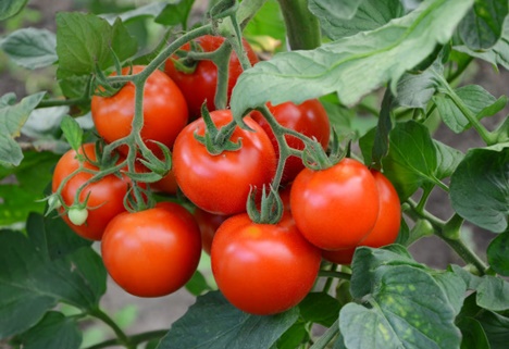 pomodori