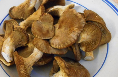 funghi cardoncelli
