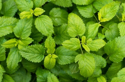 menta calamita pulejo