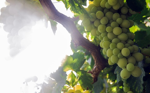 grappolo di uva bianca