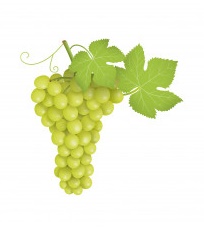 grappolo di uva bianca