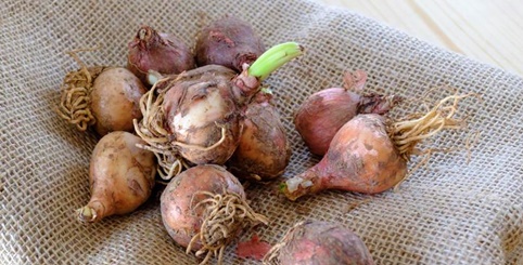 i lampascioni lucani