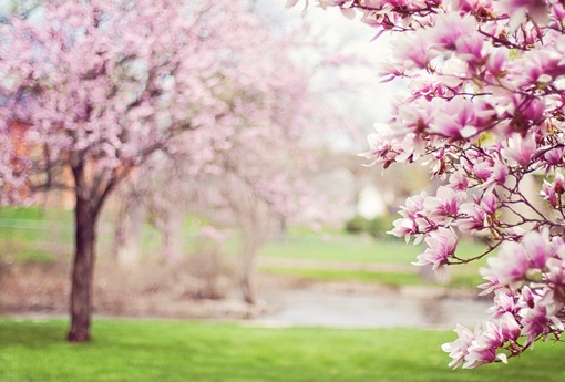 maggio matera festa della madonna