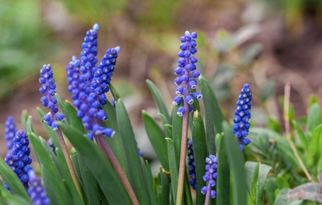 muscari