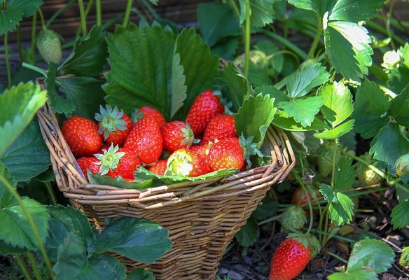 prodotti tipici basilicata