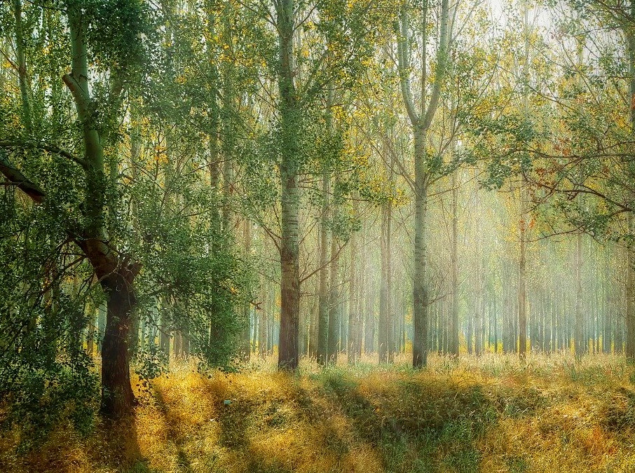 bosco di oliveto lucano