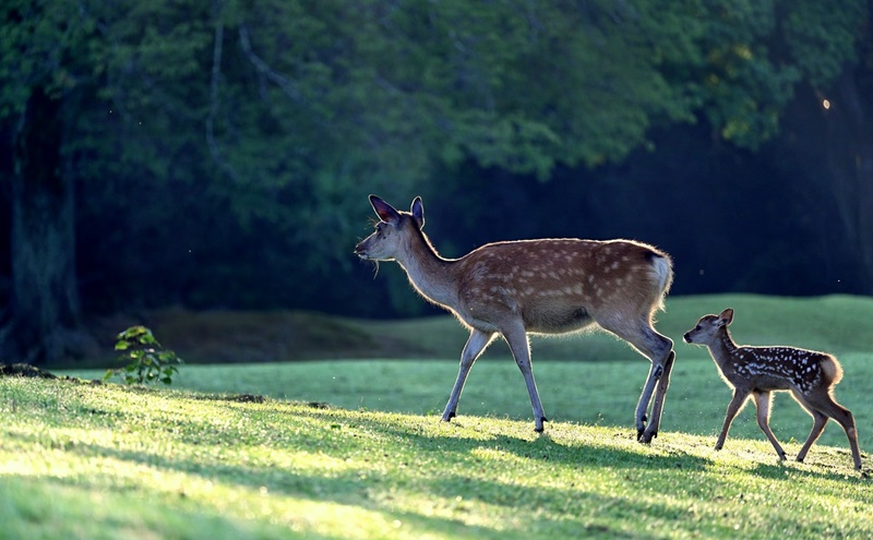 riserva per daini e cervi nelle dolomiti lucane