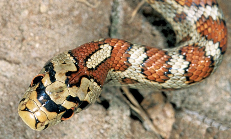 colubro leopardino