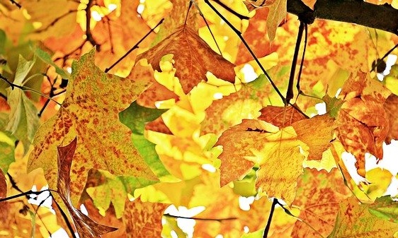 calvello castagne basilicata