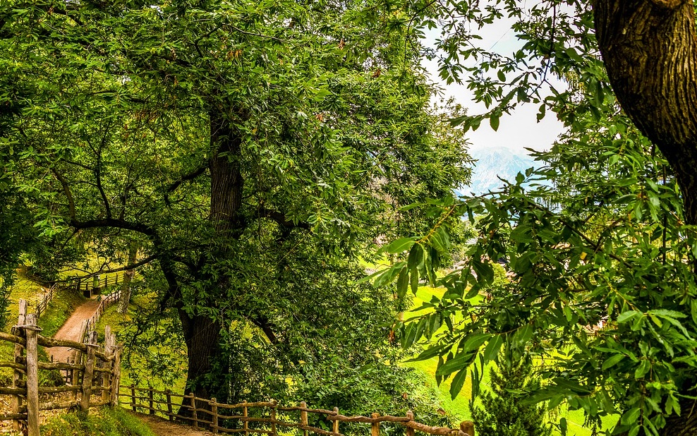 servizio turistico castagneti calvello