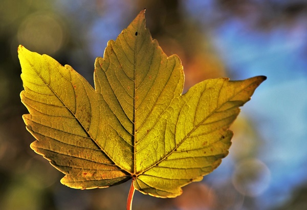 orari evento sassi divini