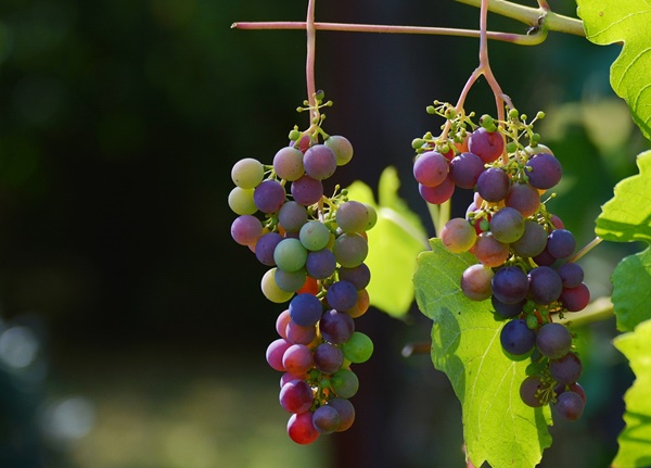 vini della basilicata