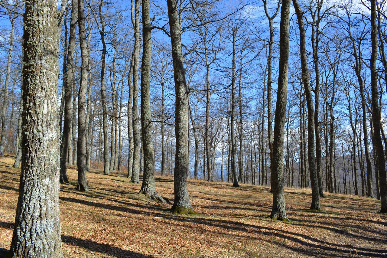 bosco di montepiano