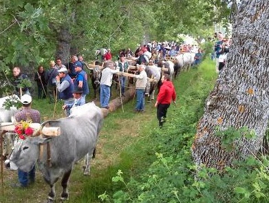 buoi che trasportano il maggio