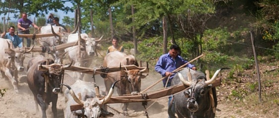 il maggio di accettura