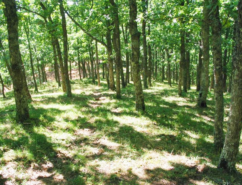 boschi delle dolomiti lucane