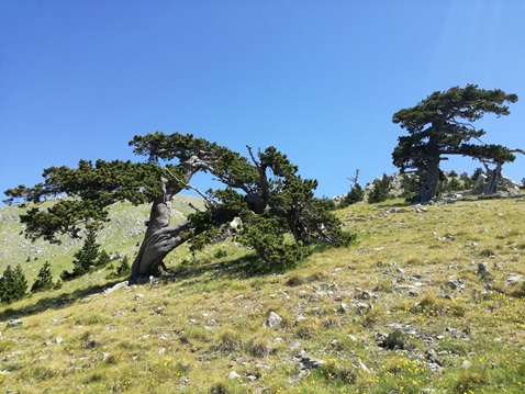 parco del pollino basilicata