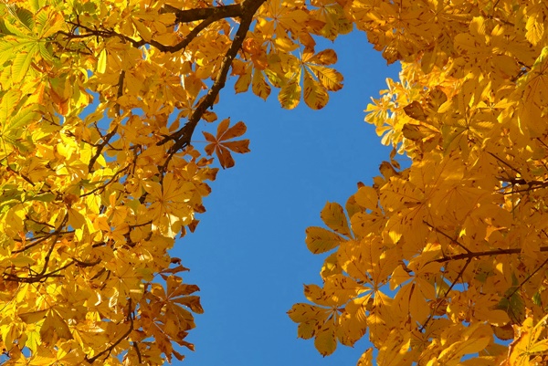 raccolta castagne basilicata