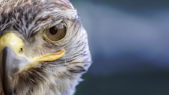 falconeria spettacoli