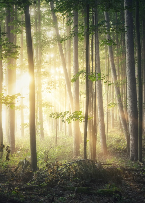 maggio di accettura programma