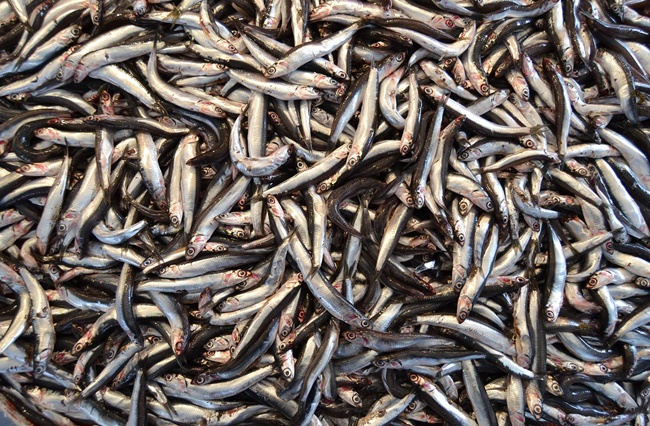 garum romano isola santo janni maratea