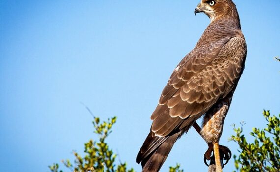 spettacoli di falconeria