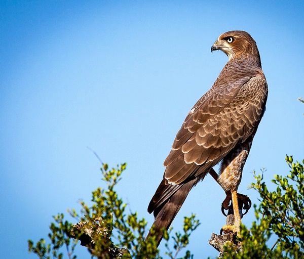 spettacoli di falconeria