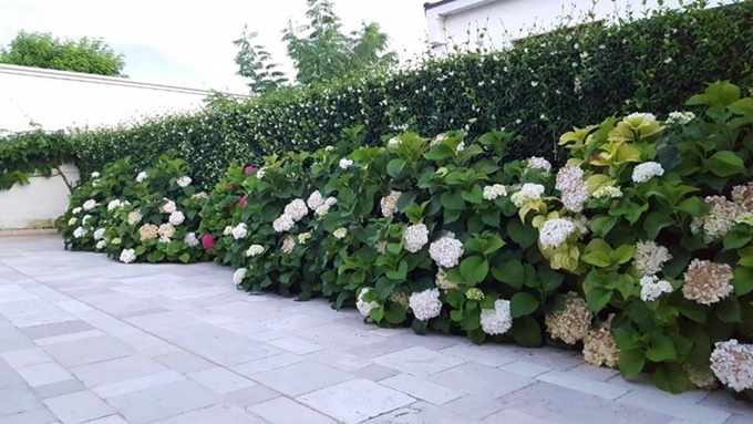 fiori bb vicino matera