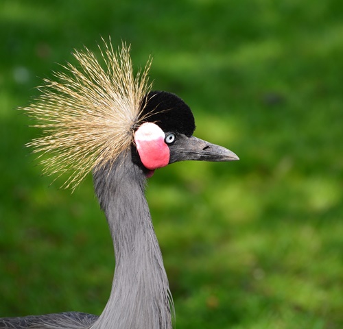 gru incoronata uccelli