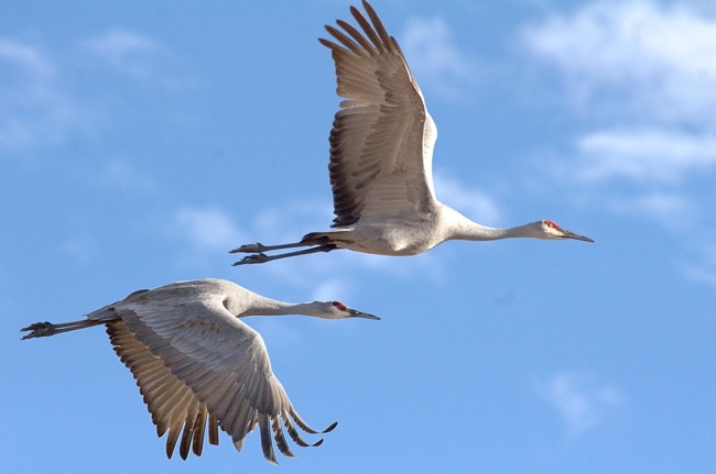 uccelli lago san giuliano