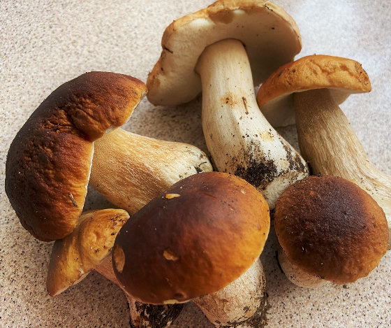 funghi porcini