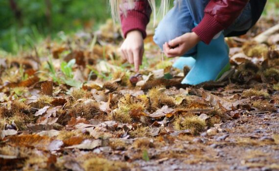 sagra della castagna calvello