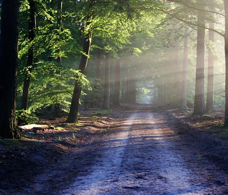 boschi vicini alla città di Venosa