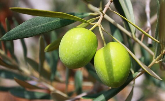 olive verdi lucane