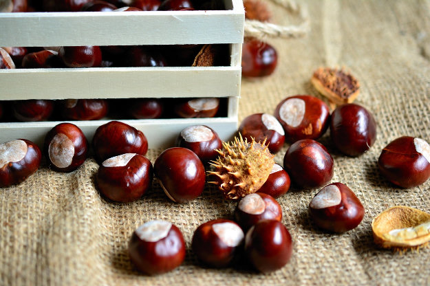 feste delle castagne in basilicata