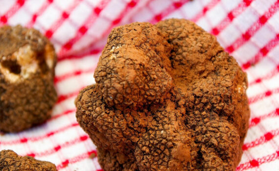 tartufo bianco della basilicata