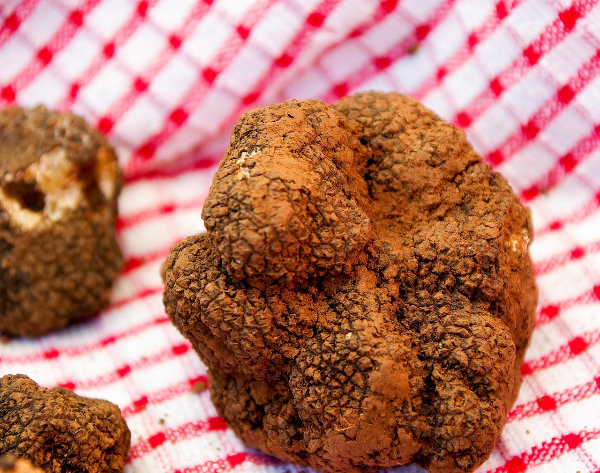 tartufo bianco della basilicata