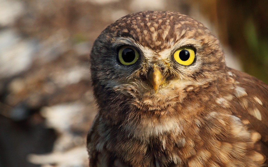 la civetta o athene noctua