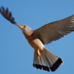 falco grillaio